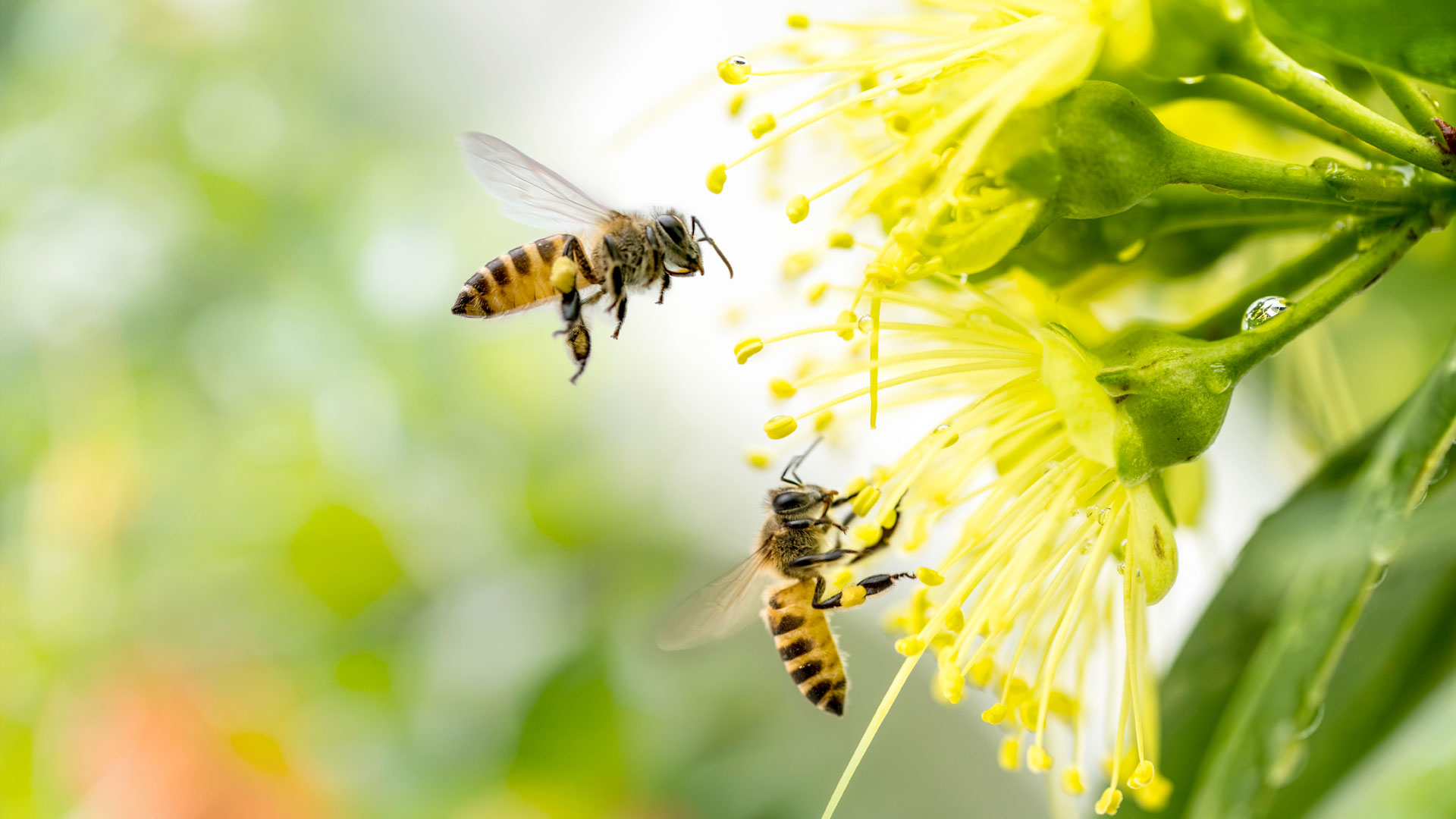 kaksi mehiläistä lentää keltaiseen kukkaan